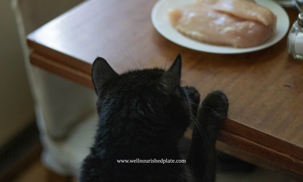 Black cat looking at chicken